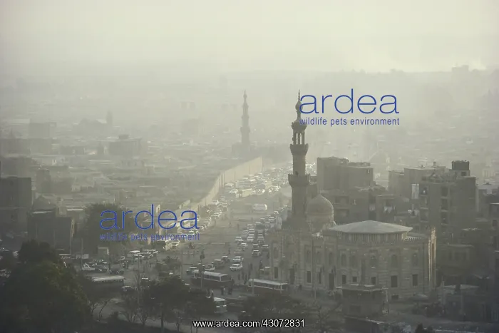 : Traffic Pollution, Cairo, Egypt : Traffic Pollution, Cairo, Egypt