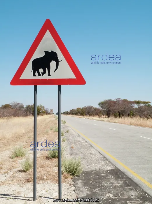 : Traffic sign warning of crossing elephants at the : Traffic sign warning of crossing elephants at the