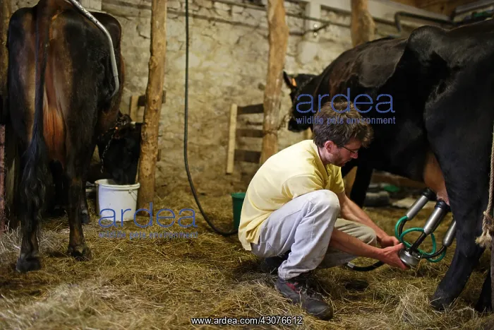 : Trafficking of Canadian cows on the farm Avranches Manche : Trafficking of Canadian cows on the farm Avranches Manche