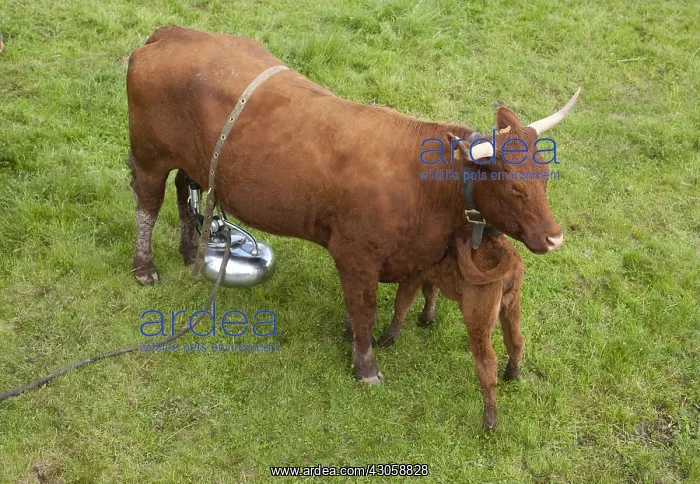 : Trafficking in a cow pasture with Salers calf Cantal : Trafficking in a cow pasture with Salers calf Cantal
