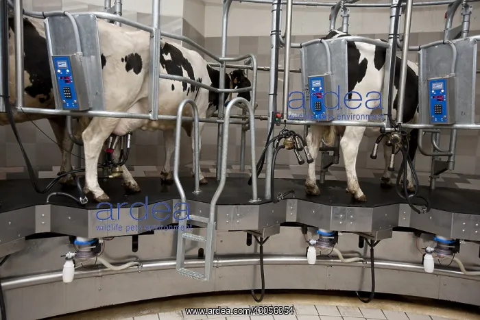 : Trafficking of cows in a milking circular : Trafficking of cows in a milking circular