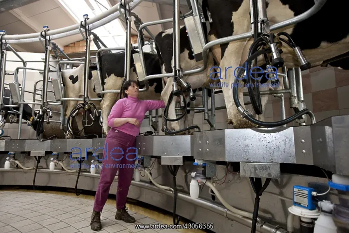 : Trafficking of cows in a milking circular : Trafficking of cows in a milking circular