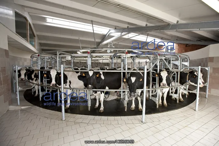 : Trafficking of cows in a milking circular : Trafficking of cows in a milking circular