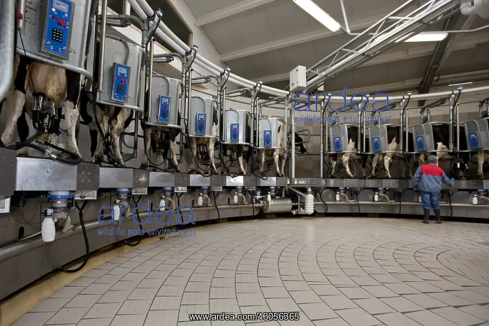 : Trafficking of cows in a milking circular : Trafficking of cows in a milking circular