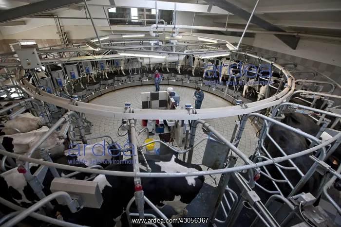 : Trafficking of cows in a milking circular : Trafficking of cows in a milking circular