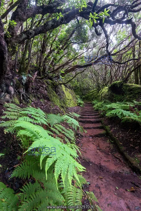  : Trail through the laurel forest, Camino de las Vueltas