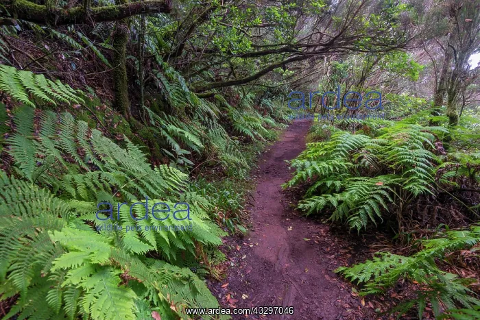  : Trail through the laurel forest, Camino de las Vueltas