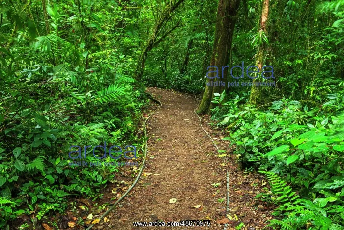 : Trail in the Monte Verde Cloud Forest Preserve, Alajuela : Trail in the Monte Verde Cloud Forest Preserve, Alajuela