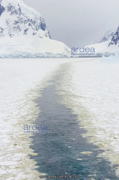 : Trail made through pack ice by Icebreaker ship : Trail made through pack ice by Icebreaker ship