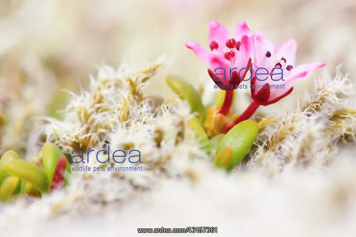 : Trailing Azalea : Trailing Azalea