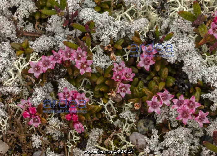 : Trailing Azalea, Loiseleuria procumbens in flower : Trailing Azalea, Loiseleuria procumbens in flower