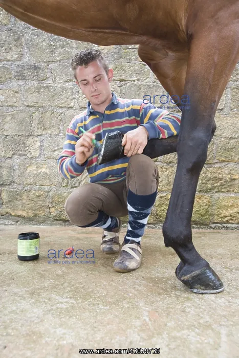 : Trainer greasing the hoofs of a horse France : Trainer greasing the hoofs of a horse France