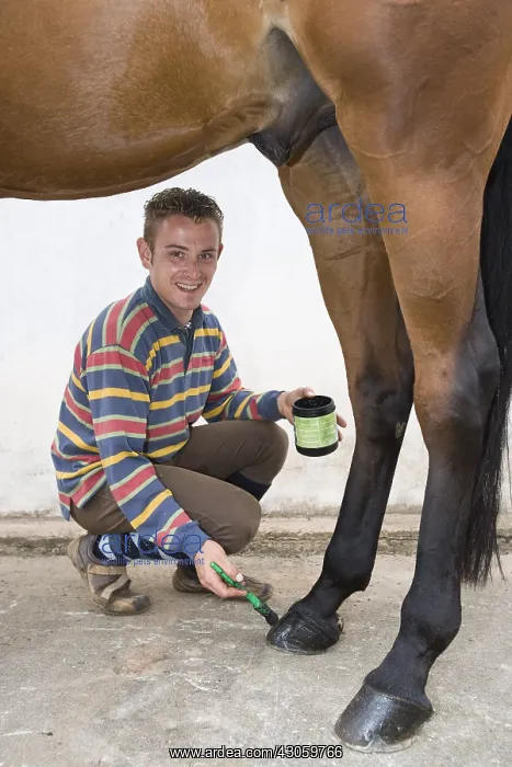 : Trainer greasing the hoofs of a horse Obreck France : Trainer greasing the hoofs of a horse Obreck France