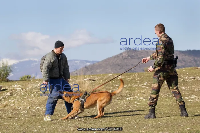 : Training with the biting decoy - France : Training with the biting decoy - France