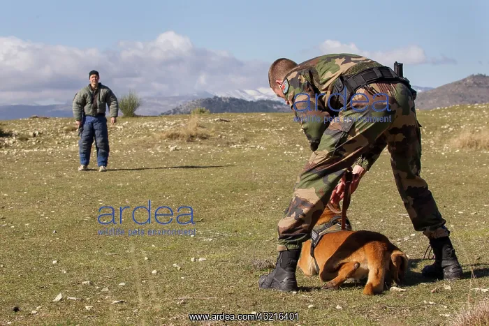 : Training with the biting decoy - France : Training with the biting decoy - France