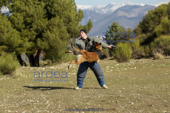 : Training with the biting decoy - France : Training with the biting decoy - France