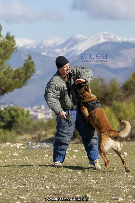 : Training with the biting decoy - France : Training with the biting decoy - France