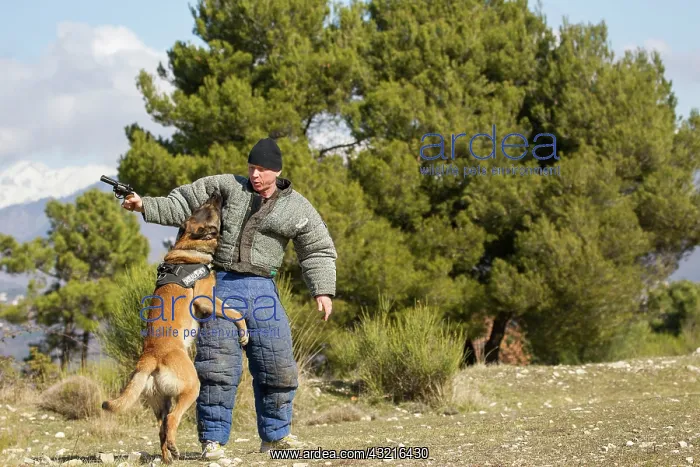 : Training with the biting decoy - France : Training with the biting decoy - France