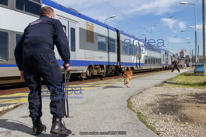  : Training with the biting decoy on a train dock - France