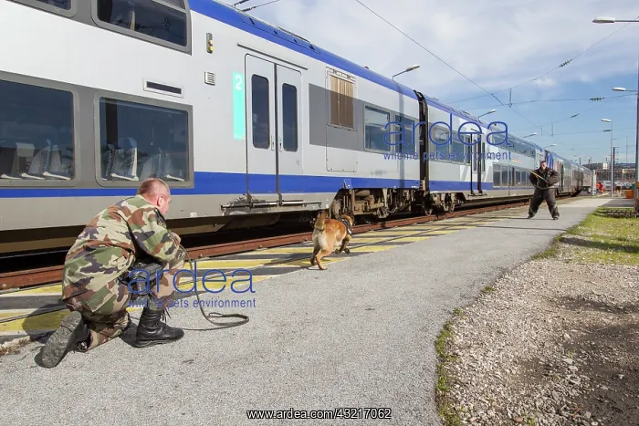 : Training with the biting decoy on a train dock - France : Training with the biting decoy on a train dock - France