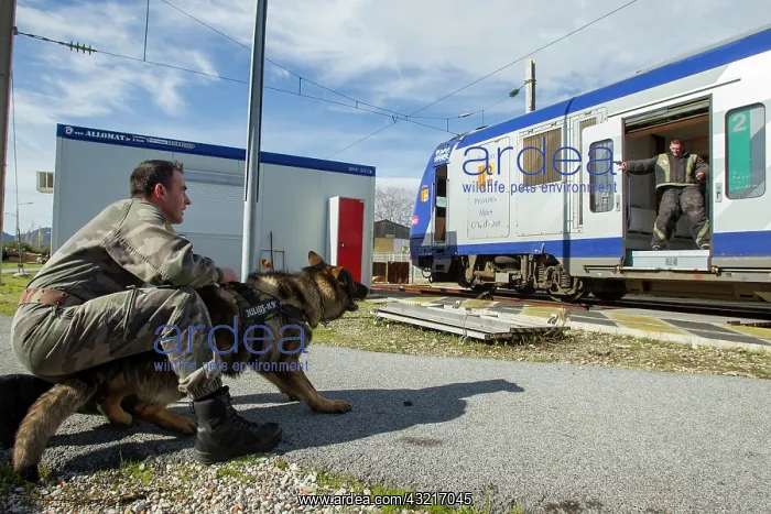 : Training with the biting decoy in a train SNCF - France : Training with the biting decoy in a train SNCF - France