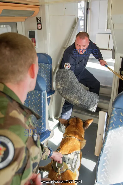 : Training with the biting decoy in a train SNCF - France : Training with the biting decoy in a train SNCF - France
