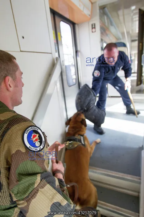 : Training with the biting decoy in a train SNCF - France : Training with the biting decoy in a train SNCF - France