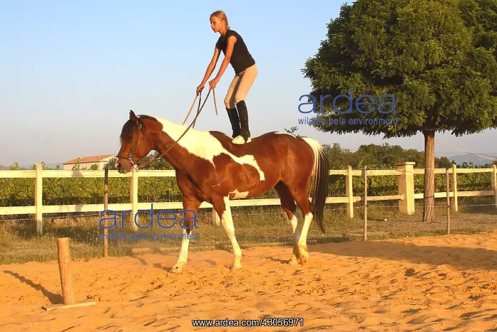 : Training exercise of a Horse by a young rider : Training exercise of a Horse by a young rider