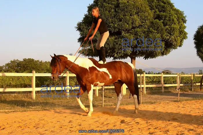 : Training exercise of a Horse by a young rider : Training exercise of a Horse by a young rider