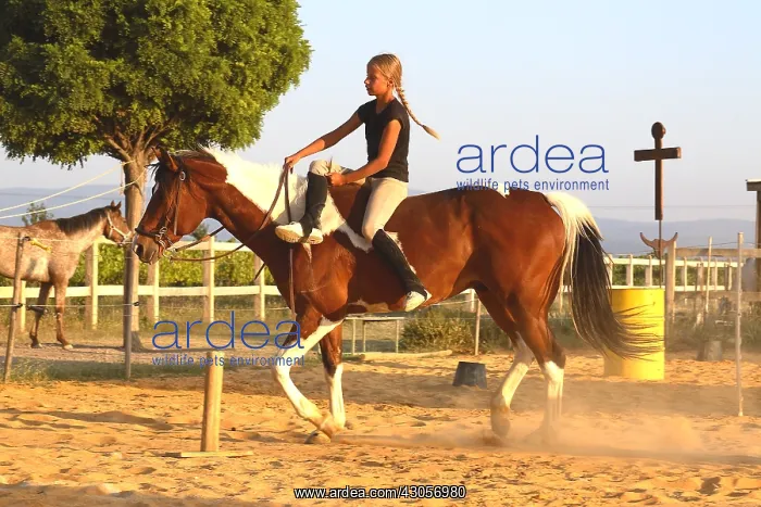 : Training exercise of a Horse by a young rider : Training exercise of a Horse by a young rider