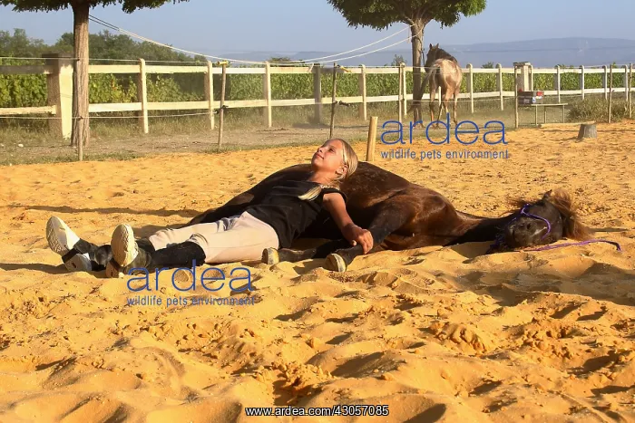 : Training exercise of a Horse by a young rider : Training exercise of a Horse by a young rider
