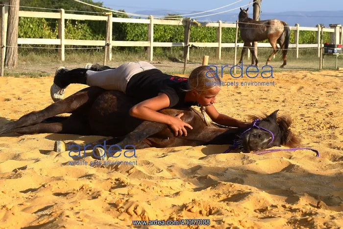 : Training exercise of a Horse by a young rider : Training exercise of a Horse by a young rider