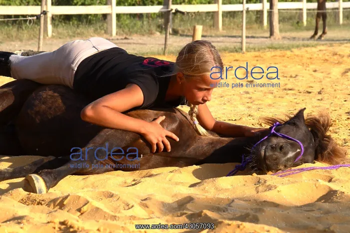  : Training exercise of a Horse by a young rider