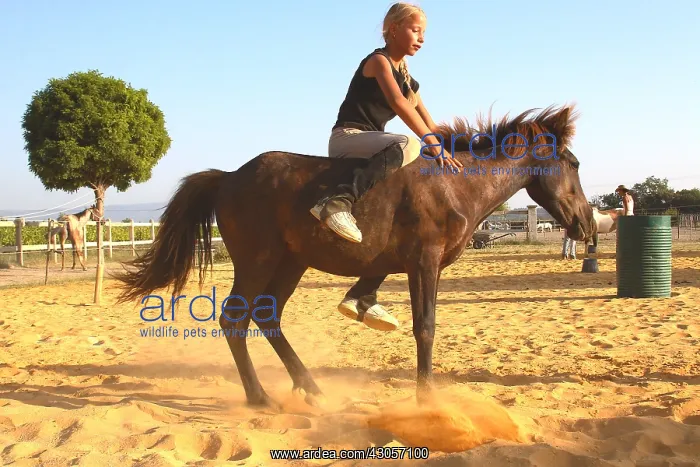 : Training exercise of a Horse by a young rider : Training exercise of a Horse by a young rider