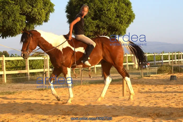 : Training exercise of a Horse by a young rider : Training exercise of a Horse by a young rider
