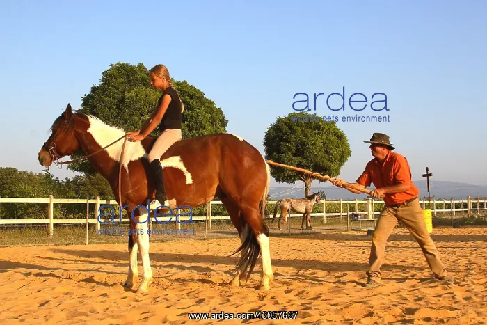: Training exercise of a Horse with a young rider : Training exercise of a Horse with a young rider