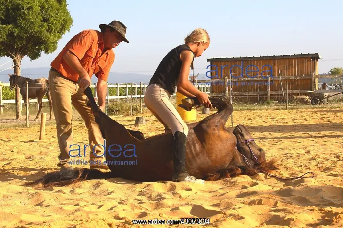 : Training exercise of a young Foal : Training exercise of a young Foal