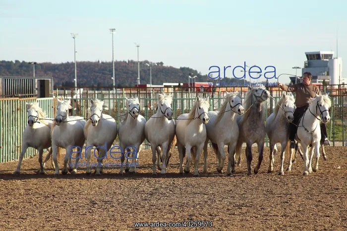 : Training Horses Camargue - France Equestrian : Training Horses Camargue - France Equestrian