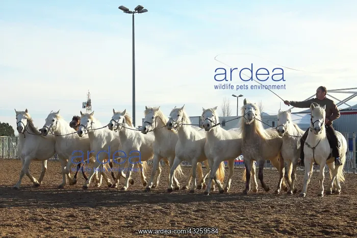 : Training Horses Camargue - France Equestrian : Training Horses Camargue - France Equestrian