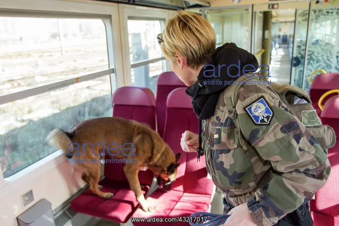 : Training in research of explosive in a train SNCF - France : Training in research of explosive in a train SNCF - France
