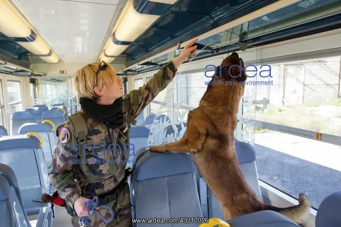 : Training in research of explosive in a train SNCF - France : Training in research of explosive in a train SNCF - France