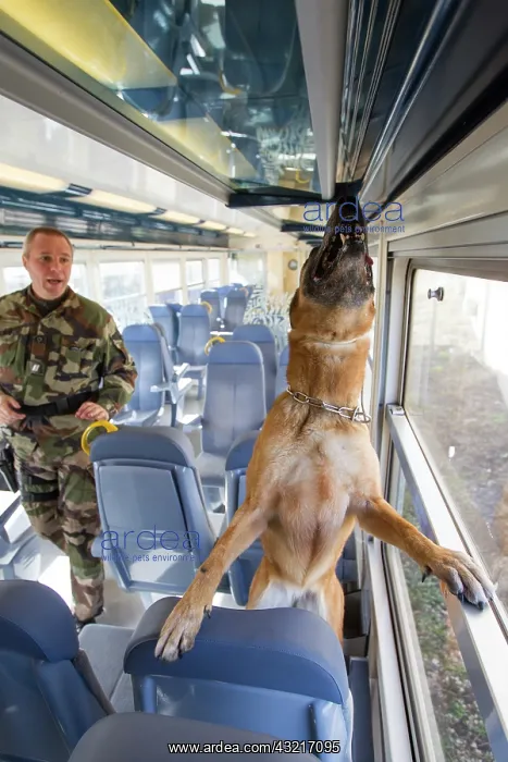 : Training in search of drugs on a train SNCF - France : Training in search of drugs on a train SNCF - France