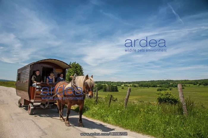 : Trait Comtois pulling a travel trailer - France
