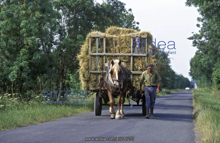 : Trait mulassier horse towing a hay cart France : Trait mulassier horse towing a hay cart France