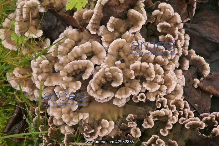 : Trametes mushroom : Trametes mushroom