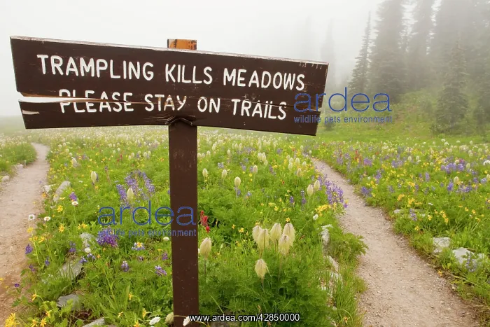 : No trampling sign among alpine wildflowers around : No trampling sign among alpine wildflowers around