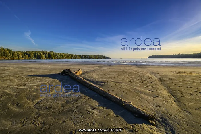  : A tranquil beach with driftwood on the sand under a clear blue sky