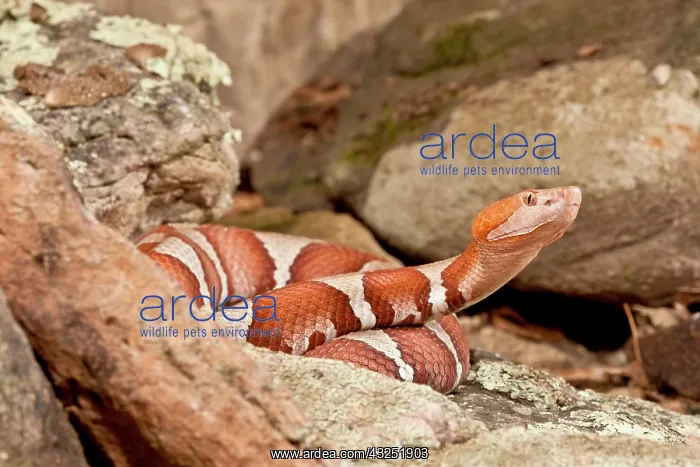 : Trans-pecos Copperhead, Agkistrodon contortrix : Trans-pecos Copperhead, Agkistrodon contortrix
