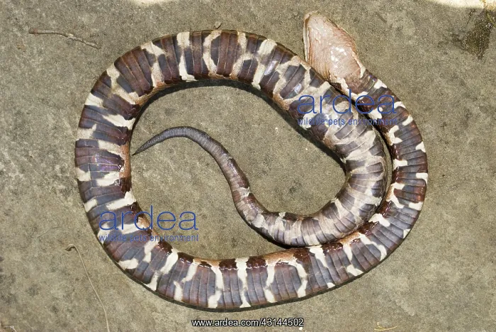 : Trans-Pecos copperhead snake : Trans-Pecos copperhead snake