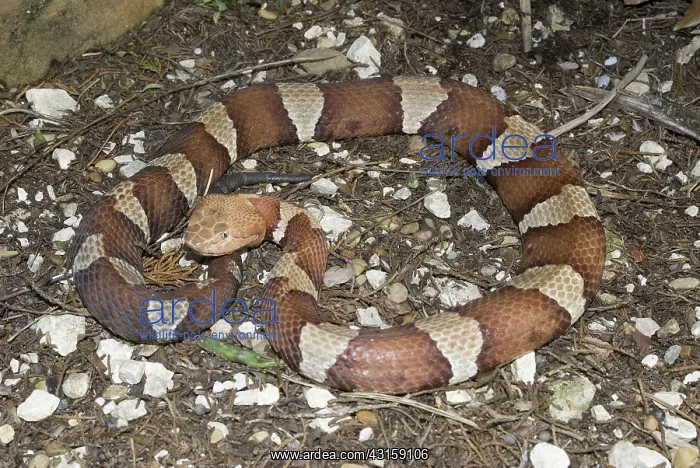 : Trans-Pecos copperhead snake : Trans-Pecos copperhead snake